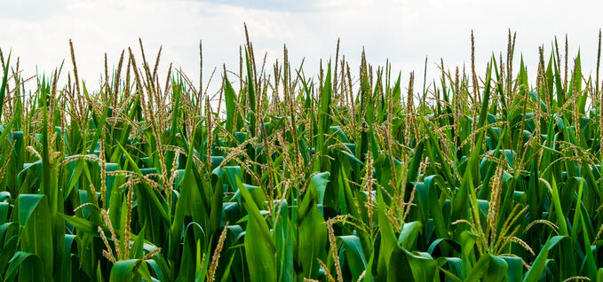 Crops growing in field