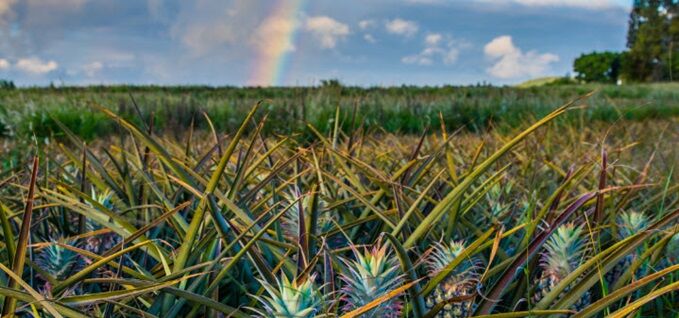 pineapple tree for agriculture in Fluids