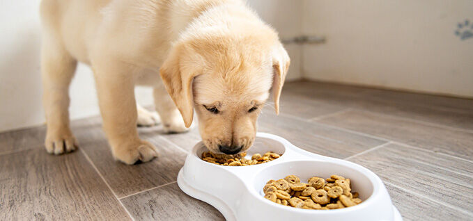 Cachorro comiendo alimento para perros de un cuenco. 