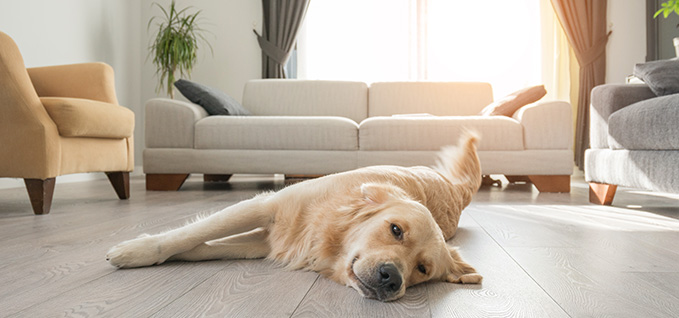 Kid and puppy sleep on the resilient floor