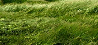 Close up of grass field