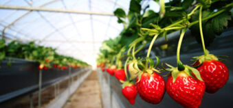 strawberry in greenhouse strawberry in greenhouse