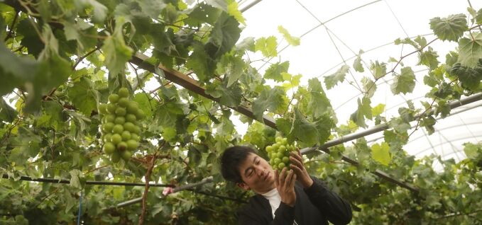 greenhouse image